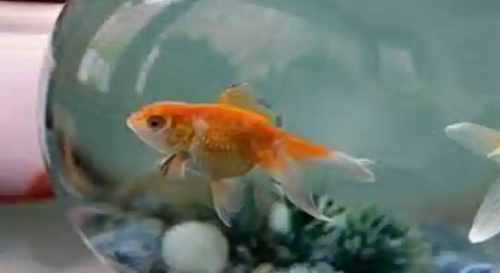 Pet Shops in Anantapur  : Asia Fish Aquariums in Housing Board Colony
