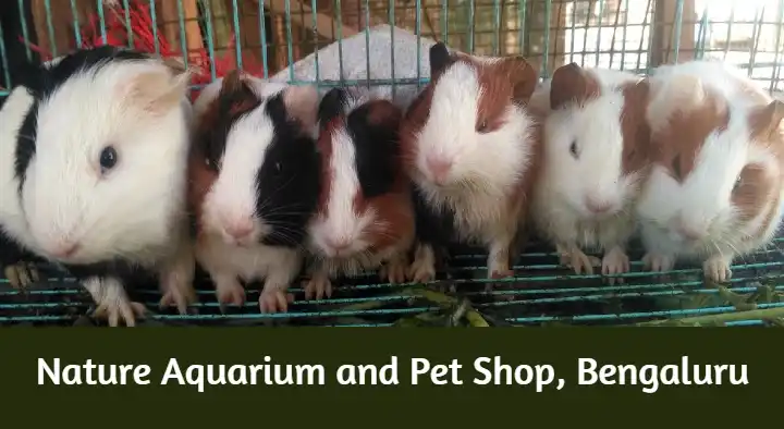 Pet Shops in Bengaluru (Bangalore) : Nature Aquarium and Pet Shop in Ramamurthy Nagar