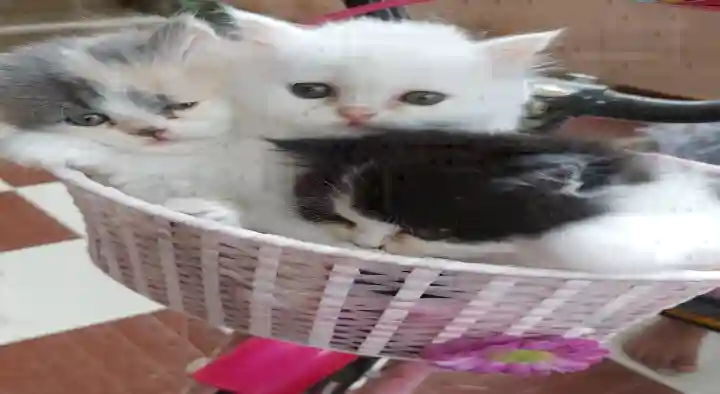 SS Pets and Aquarium Shops in Arcot Road, Chennai