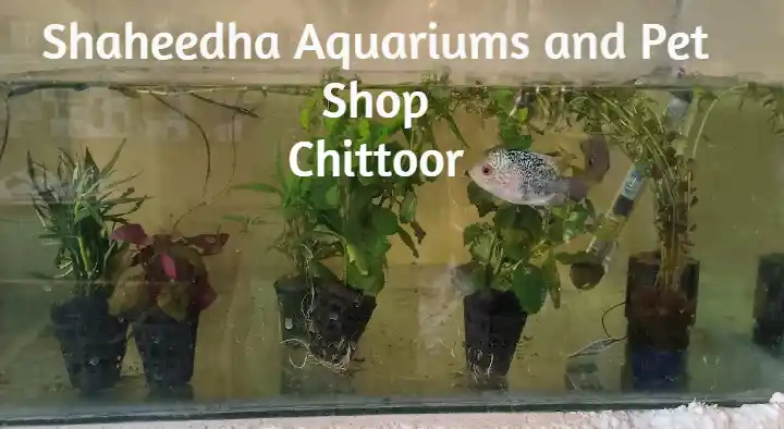 Pet Shops in Chittoor  : Shaheedha Aquariums and Pet Shop in Santhapet