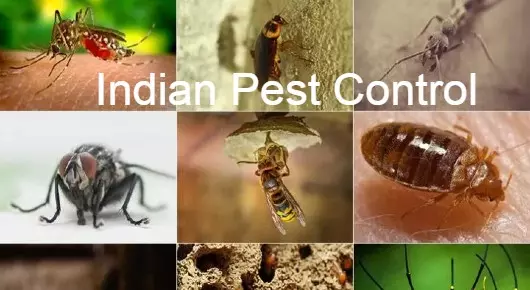Indian Pest Control in Ramachandra Rao Pet, Eluru