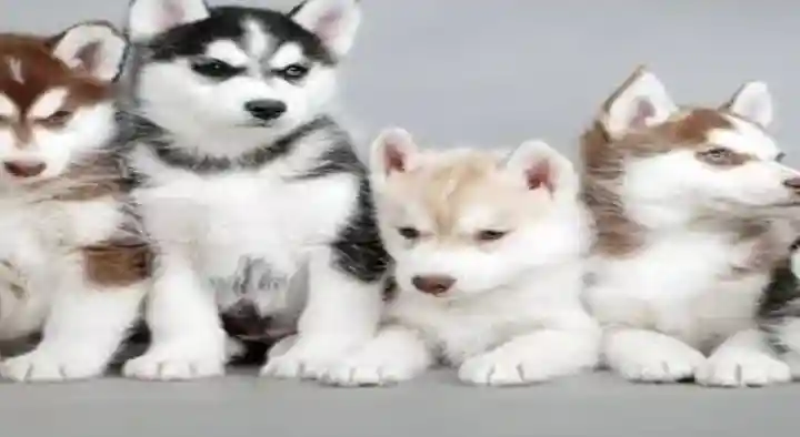 Marshalls Pet Zone in Arundelpet, Guntur