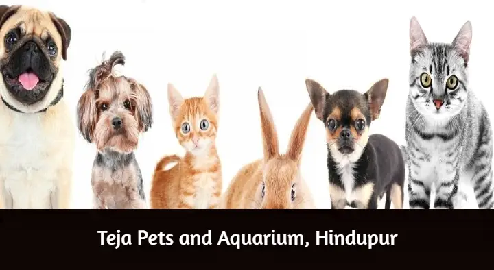 Teja Pets and Aquarium in Mukkidipeta, Hindupur