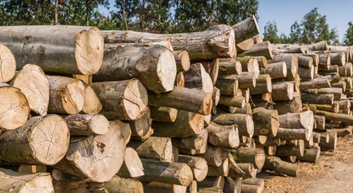 Timber Merchants in Hyderabad  : Annapurna Timbers in Ameerpet