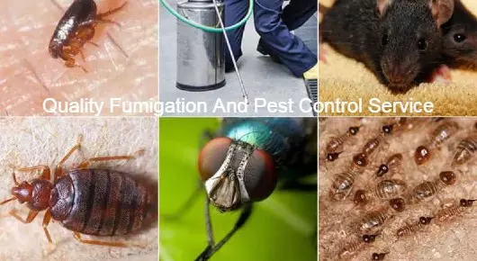Pest Control Services in Kakinada  : Quality Fumigation And Pest Control Services in Commercial road