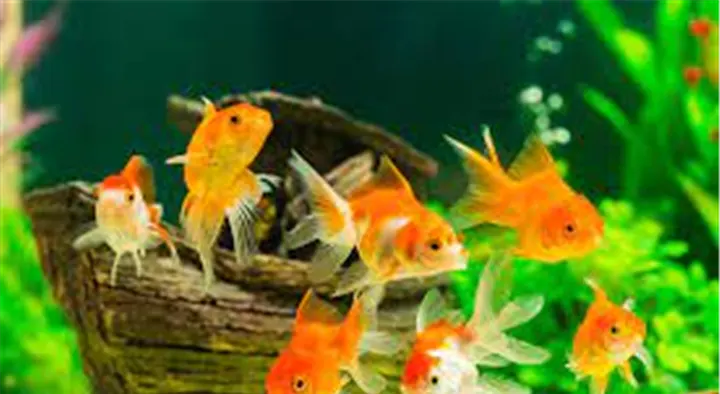 Caltex Aquarium and Pets in Yogasala Road, Kannur