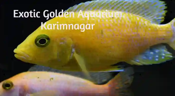 Pet Shops in Karimnagar  : Exotic Golden Aquarium in Vijaynagar Colony