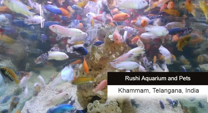 Rushi Aquarium and Pets in Indira Nagar, Khammam