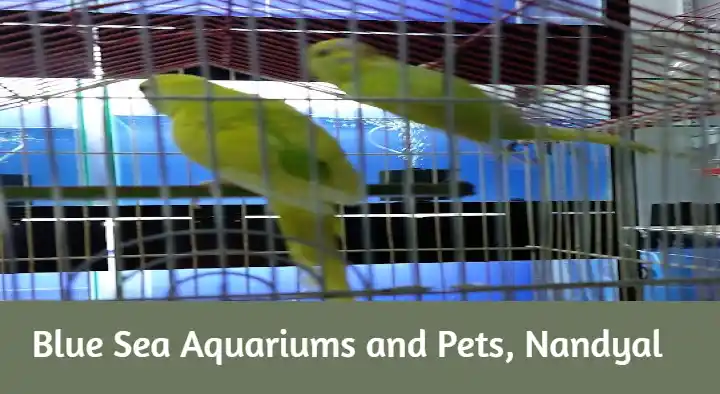 Pet Shops in Nandyal  : Blue Sea Aquariums and Pets in TTD Road