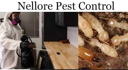 Nellore Pest Control in GPR Complex, Nellore
