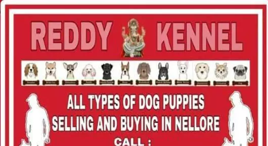 Dogs Training Centres in Nellore  : Reddy Kennel in Mypadu Road