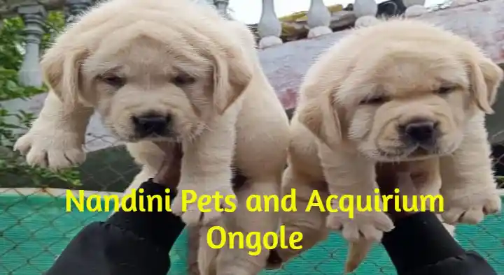 Pet Shops in Ongole  : Nandhini pets and Acquirium in Venkateswara Nagar