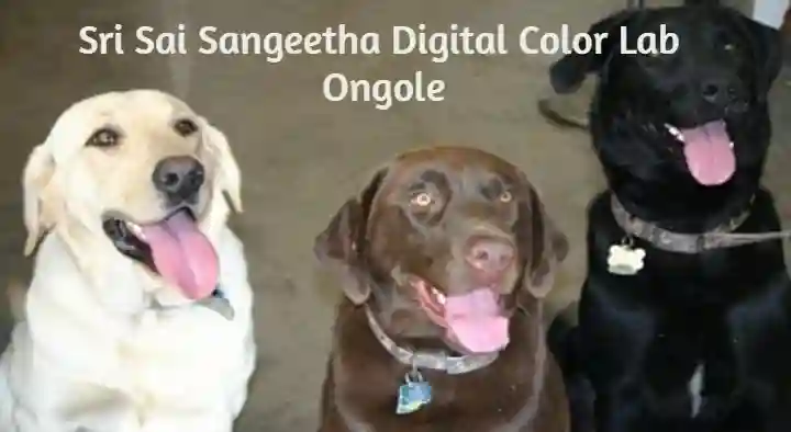 Sri Sai Sangeetha Digital Color Lab in Dibbala Road, Ongole
