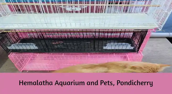 Pet Shops in Pondicherry (Puducherry) : Hemalatha Aquarium and Pets in Anada Nagar
