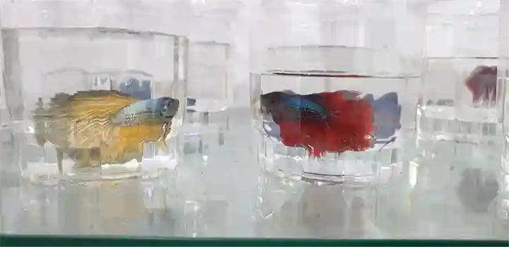 Aadvitha Petshop in Godavarikhani, Ramagundam