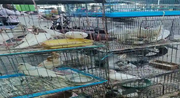 Pet Shops in Salem  : Praba Aquarium and Pet World in Periyaputhur