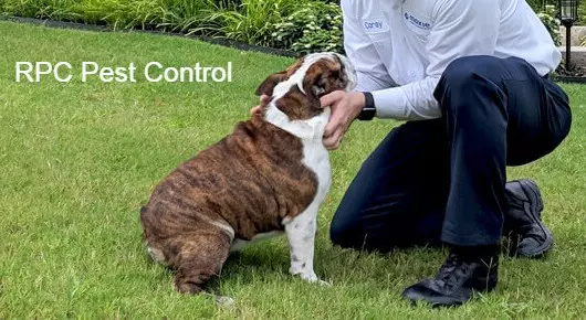 RPC Pest Control in Bhoiguda, Secunderabad