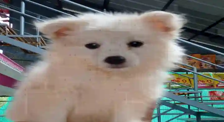 Madhu Pets Shops in Thallagadda, Suryapet