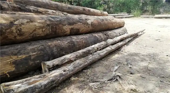 Timber Merchants in Tirunelveli  : Sahayamatha Timbers in Devendrapuram