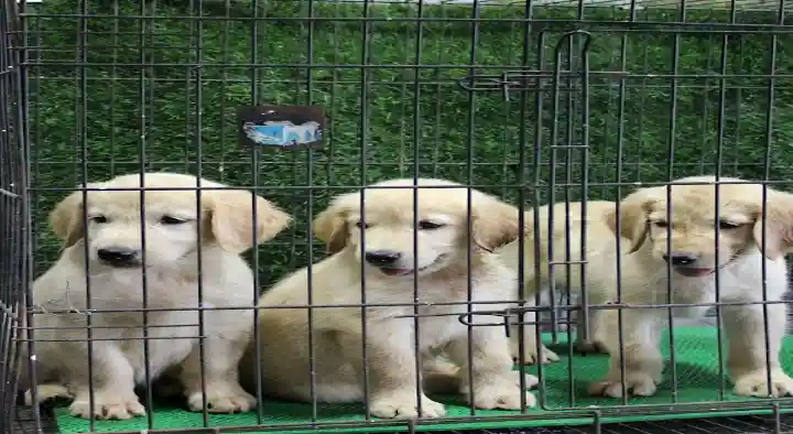 Rainbow Aquarium and Pets in Balabagya Nagar, Tirunelveli