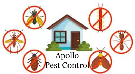 Pest Control Services in Tirupati : Apollo Pest Control in Vidya Nagar Colony