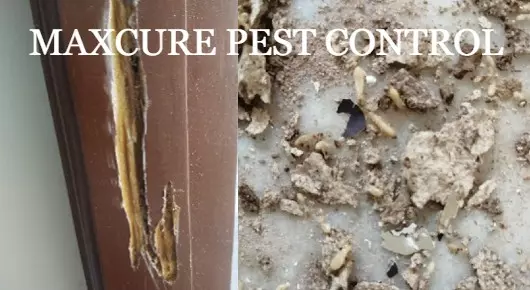 Pest Control Services in Tirupati : MAXCURE PEST CONTROL in Sathyanarayanapuram