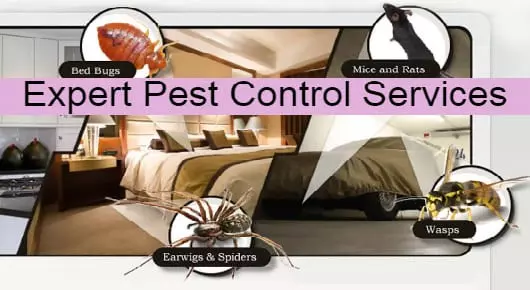 Expert Pest Control Services in Machavaram, Vijayawada