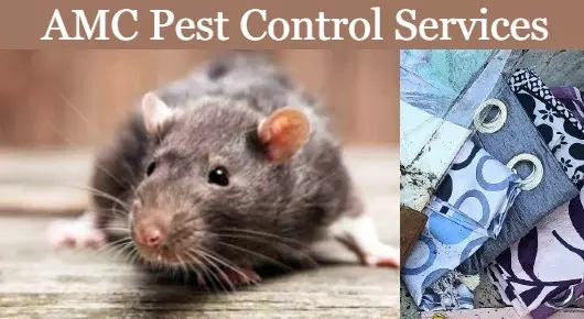 AMC Pest Control Services in Akkayyapalem, Visakhapatnam