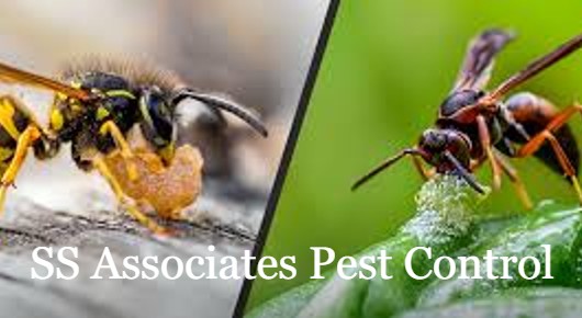 SS Associates Pest Control in Shanti Nagar NSTL, Visakhapatnam