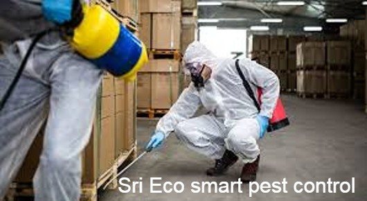 Sri Eco smart pest control in Seethammapeta, Visakhapatnam