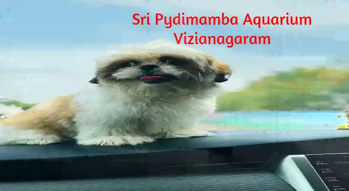 Sri Pydimamba Aquarium in Sivalayam Veedhi, Vizianagaram