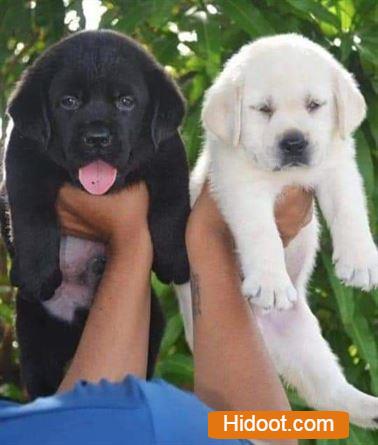 atp pet house pets and pet accessories near sangamesh circle in anantapur ap - Photo No.9