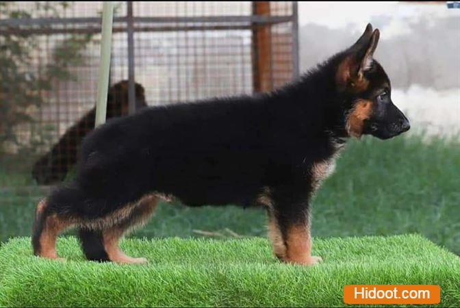 atp pet house pets and pet accessories near sangamesh circle in anantapur ap - Photo No.8