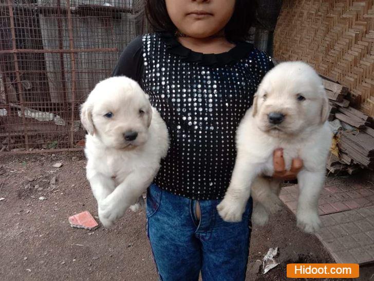 atp pet house pets and pet accessories near sangamesh circle in anantapur ap - Photo No.7