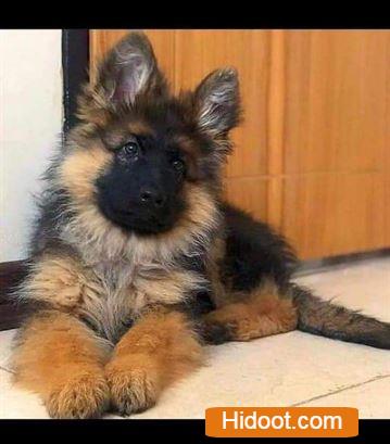 atp pet house pets and pet accessories near sangamesh circle in anantapur ap - Photo No.6