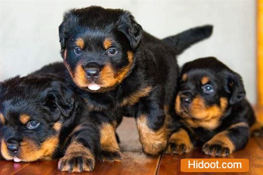 atp pet house pets and pet accessories near sangamesh circle in anantapur ap - Photo No.5