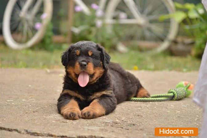 atp pet house pets and pet accessories near sangamesh circle in anantapur ap - Photo No.3