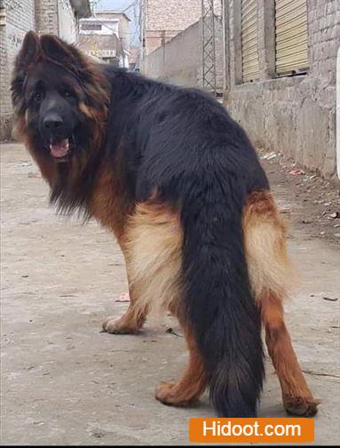 atp pet house pets and pet accessories near sangamesh circle in anantapur ap - Photo No.1