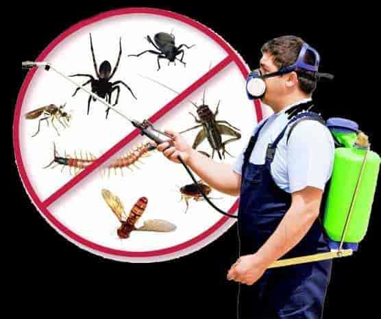 jai bharath pest control sri nagar in guntur - Photo No.11