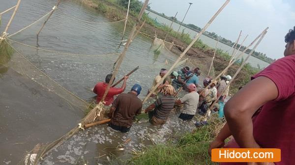 sri lakshmi fish land poultry products mangalagiri in guntur andhra pradesh - Photo No.4