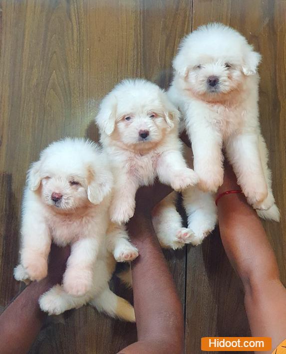 mohan pets shop pets and pet accessories near r agraharam in guntur - Photo No.9