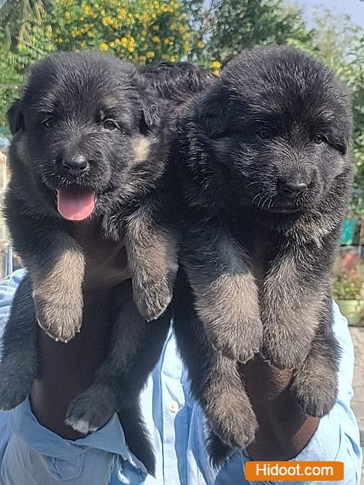 mohan pets shop pets and pet accessories near r agraharam in guntur - Photo No.8