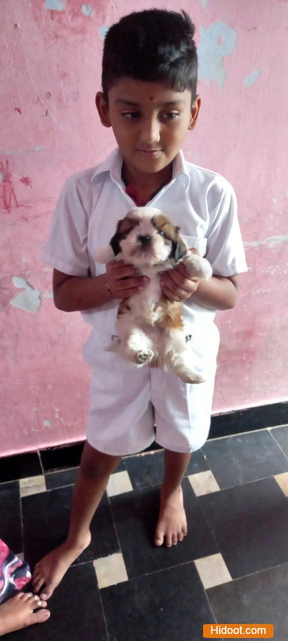 mohan pets shop pets and pet accessories near r agraharam in guntur - Photo No.5