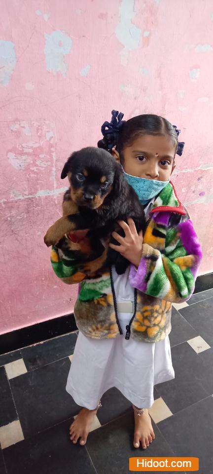 mohan pets shop pets and pet accessories near r agraharam in guntur - Photo No.4