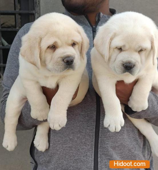 mohan pets shop pets and pet accessories near r agraharam in guntur - Photo No.2