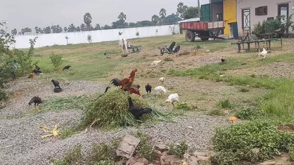 rareman farms mandadam in guntur - Photo No.38