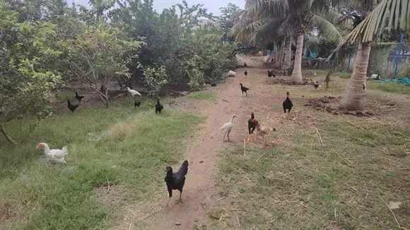 rareman farms mandadam in guntur - Photo No.28