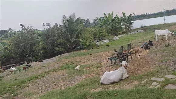 rareman farms mandadam in guntur - Photo No.23