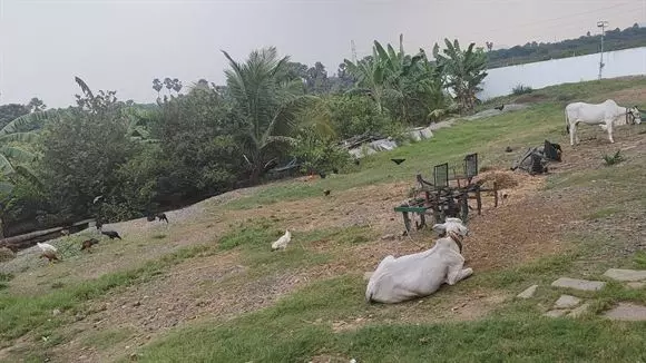 rareman farms mandadam in guntur - Photo No.10