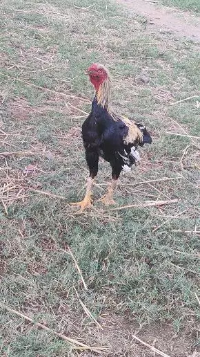 rareman farms mandadam in guntur - Photo No.7